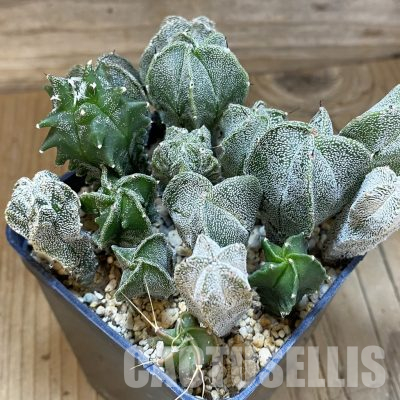 SH36185 Astrophytum myriostigma mix
