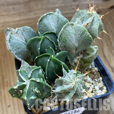 SH36186 Astrophytum myriostigma mix
