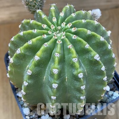 SH36187 Echinopsis hybrid rot-lachs -Cajamarca-