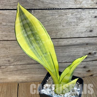 SH36165 Sansevieria 'Moonshine Splash'