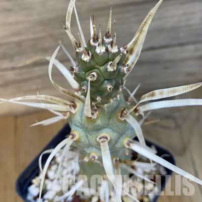 SH36189 Tephrocactus papyracanthus