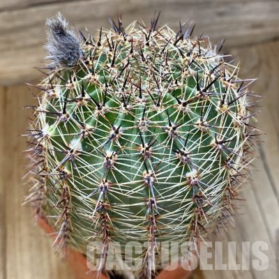 SH36190 Lobivia aurea, 8 years old
