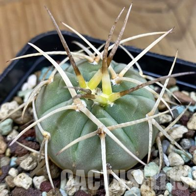SH36193 Gymnocalycium cardenasianum