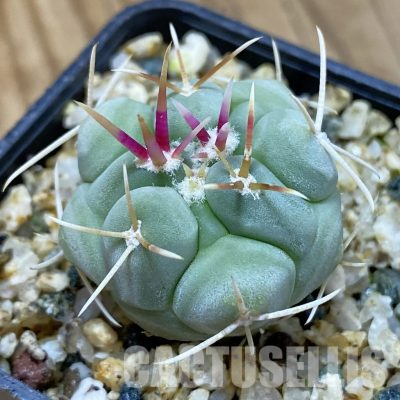 SH36195 Thelocactus hexaedrophorus
