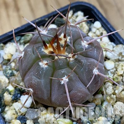 SH36196 Gymnocalycium castellanosii v. bozsingianum P 205