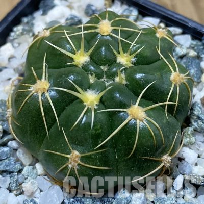 SH36261 Gymnocalycium aff. denudatum