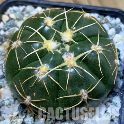 SH36262 Gymnocalycium aff. denudatum