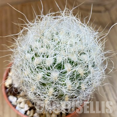 SH36263 Neoporteria nidus