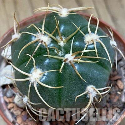 SH36267 Gymnocalycium denudatum