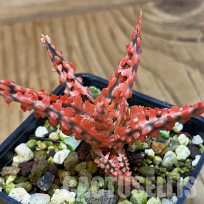 SH36231 Aloe TCT hybrid