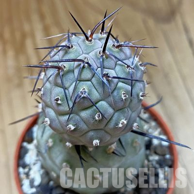 SH36268 Tephrocactus geometricus
