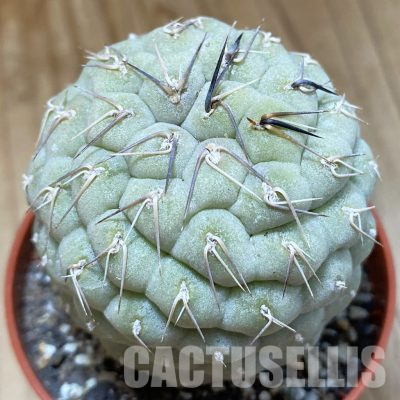 SH36269 Tephrocactus geometricus