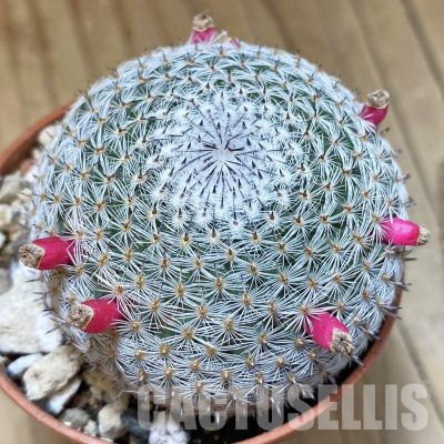 SH36270 Mammillaria microthele v. superfina