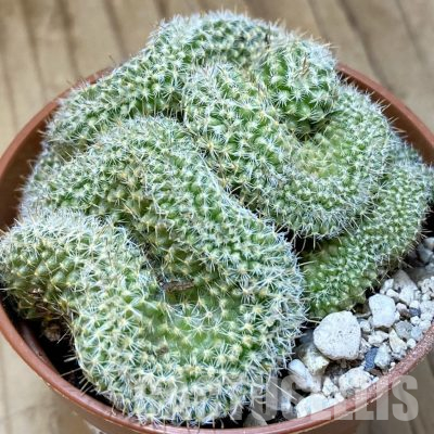 SH36271 Mammillaria perbella f. cristata