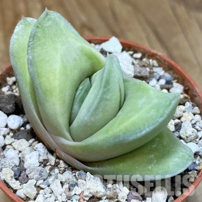SH36272 Gasteria 'Green Ice'
