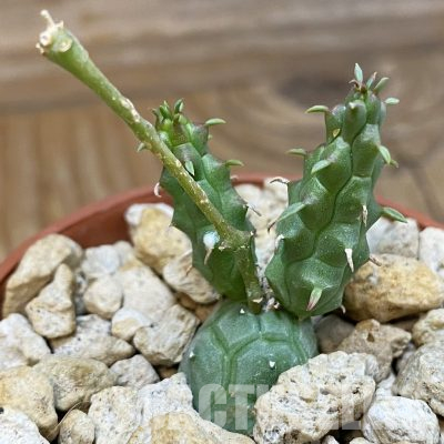 SH36275 Euphorbia globosa