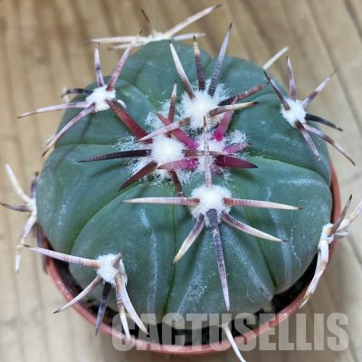 SH36276 Echinocactus horizonthalonius -Tula-