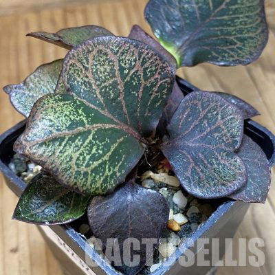 SH36232 Euphorbia francoisii hybrid