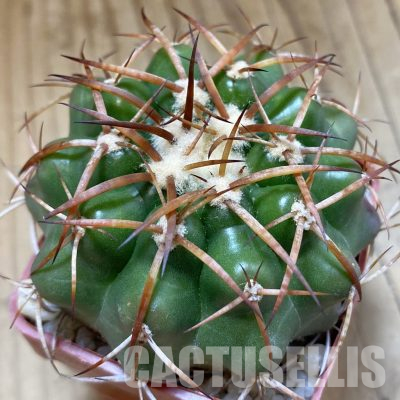 SH36279 Discocactus cangaensis MH 886, own roots