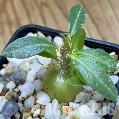 SH36282 Pachypodium succulentum
