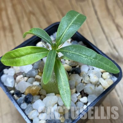 SH36283 Pachypodium succulentum
