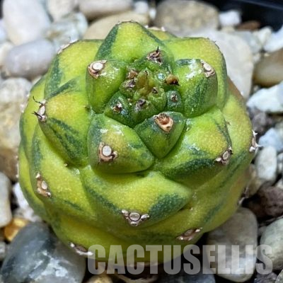SH36284 Monadenium ritchiei f. variegata