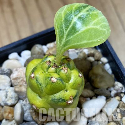 SH36285 Monadenium ritchiei f. variegata