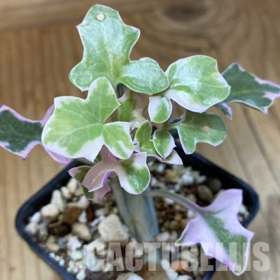 SH36286 Senecio articulatus f. variegata