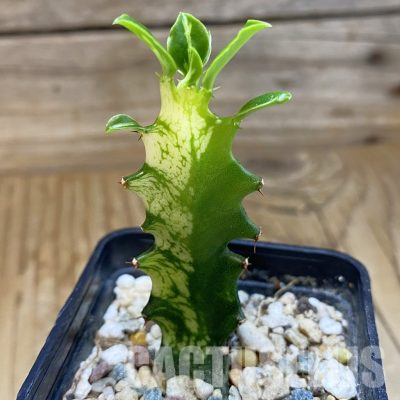 SH36287 Euphorbia trigona f. variegata