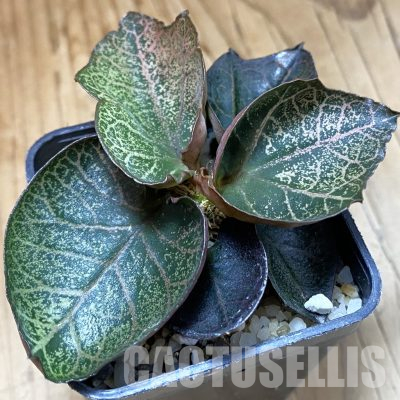 SH36233 Euphorbia francoisii hybrid