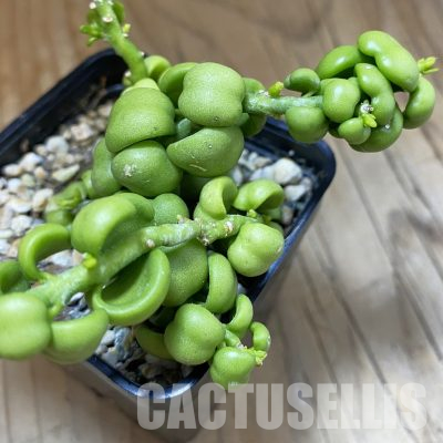 SH36288 Dischidia nummularia 'Dragon Jade'