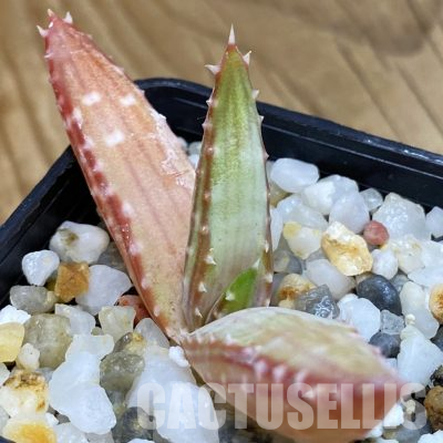 SH36289 Aloe pavelkae PV 1781, seedling