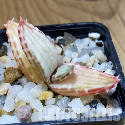 SH36290 Aloe pavelkae PV 1781, seedling