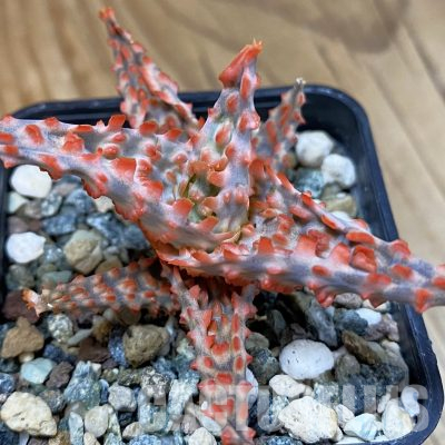 SH36228 Aloe TCT hybrid