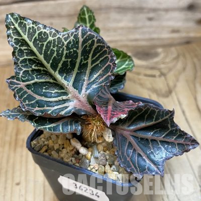 SH36234 Euphorbia francoisii hybrid