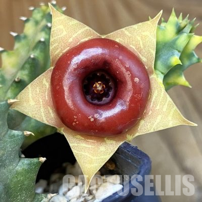 SH36297 Huernia zebrina f. variegata
