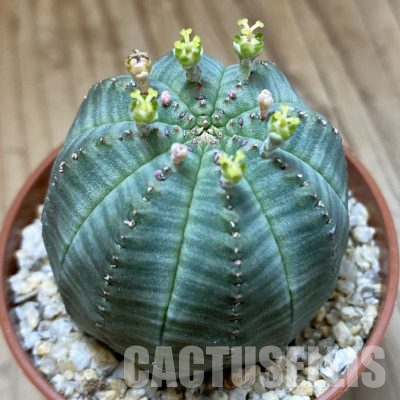 SET276 Euphorbia obesa ♀ ♂, 2 plants