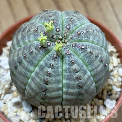 SET277 Euphorbia obesa ♀ ♂, 2 plants