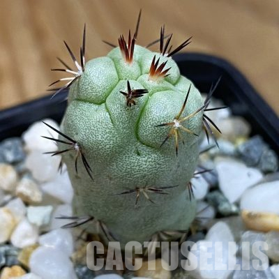 SH36299 Ortegocactus macdougallii