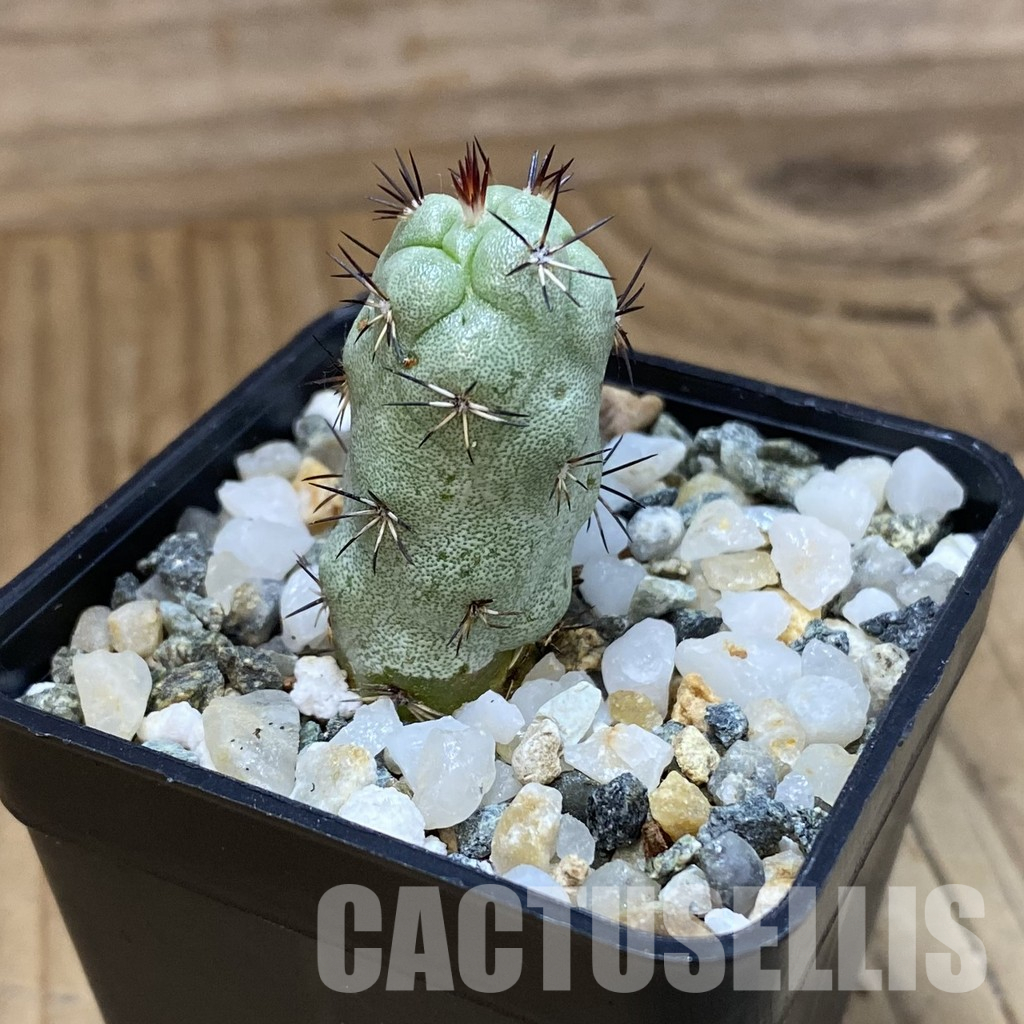 SH36299 Ortegocactus macdougallii - Image 2