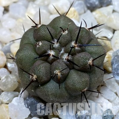 SH36300 Copiapoa cinerea, seedling