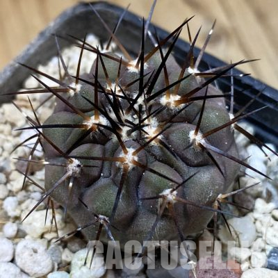 SH36301 Copiapoa cinerea, seedling