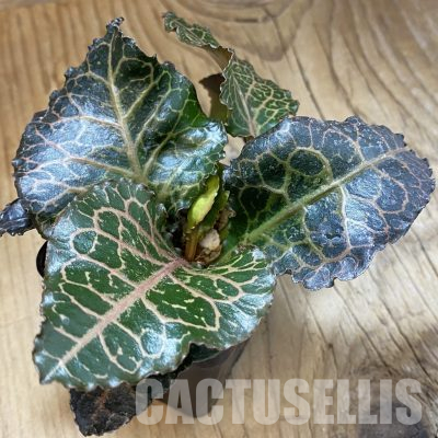 SH36235 Euphorbia francoisii hybrid