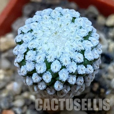 SH36303 Pelecyphora strobiliformis, 6 years old
