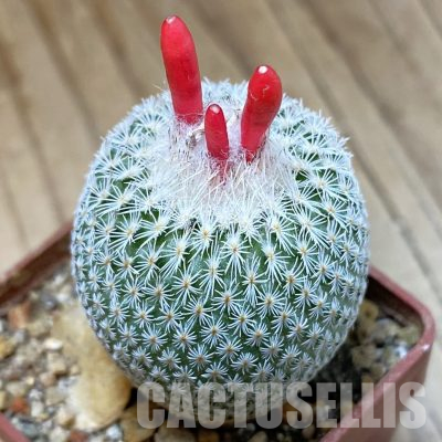 SH36304 Epithelantha micromeris Lau 737