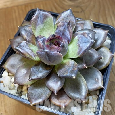 SH36305 Echeveria 'Dark Chocolate'