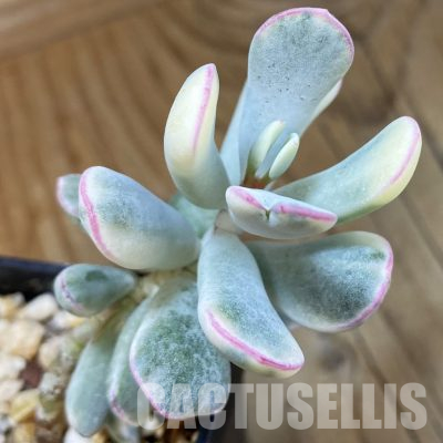 SH36306 Cotyledon orbiculata f. variegata