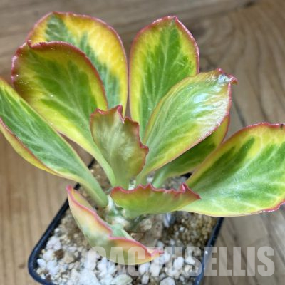 SH36307 Euphorbia poissonii f. variegata