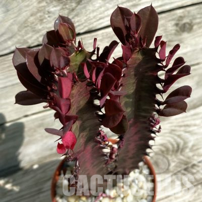 SH36308 Euphorbia trigona ‘Rubra’