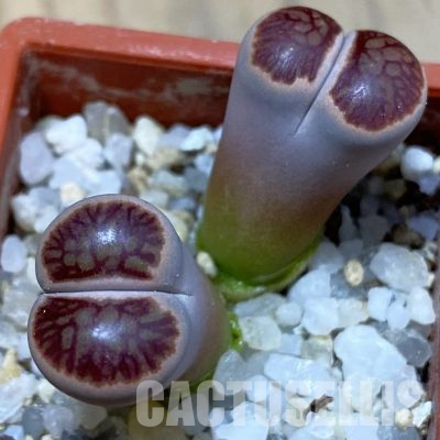 SH36310 Lithops julii 'Kikushogiyoku'
